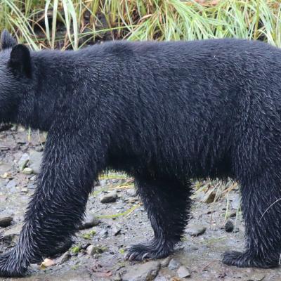 Bear 1