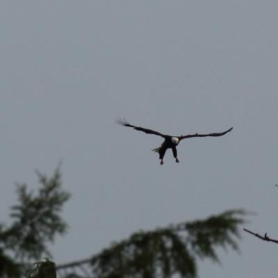 Eagle 1