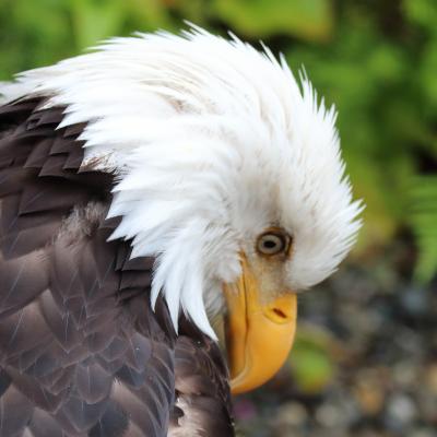 Eagle 5b