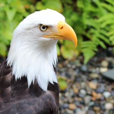 Eagle 7