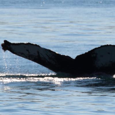 Fluke 5