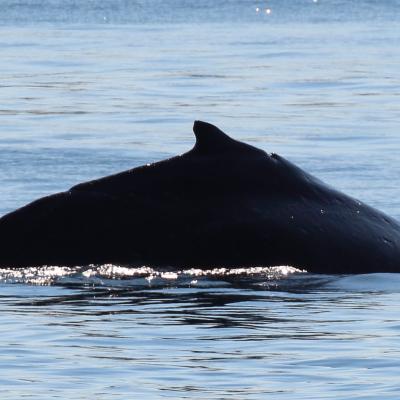 Humpback 3