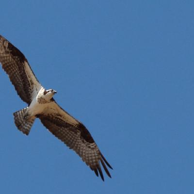 Osprey 1