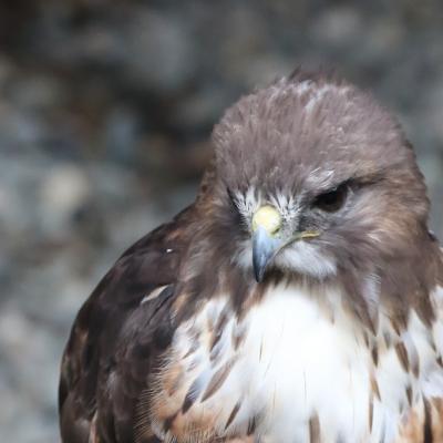 Red Tail Hawk