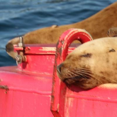 Sea Lion 1
