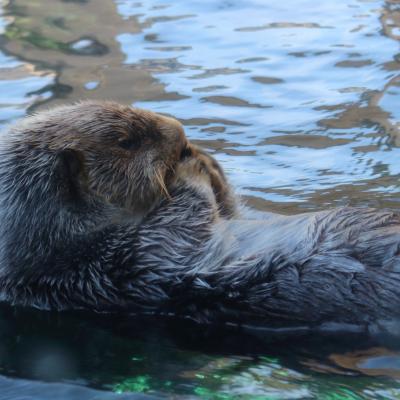 Sea Otter